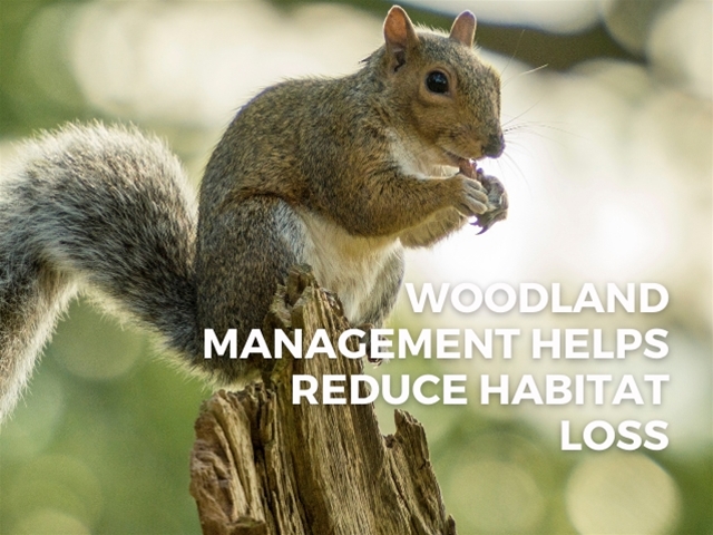 Why Woodland Management is Essential